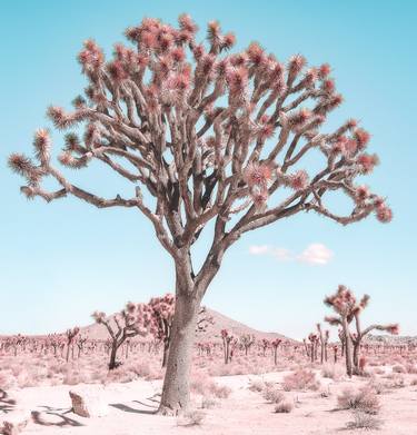 Original Contemporary Landscape Photography by Kristin Hart