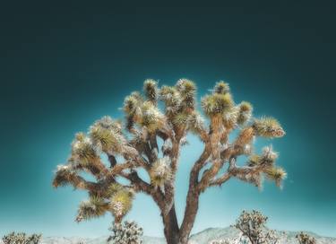 Original Contemporary Nature Photography by Kristin Hart