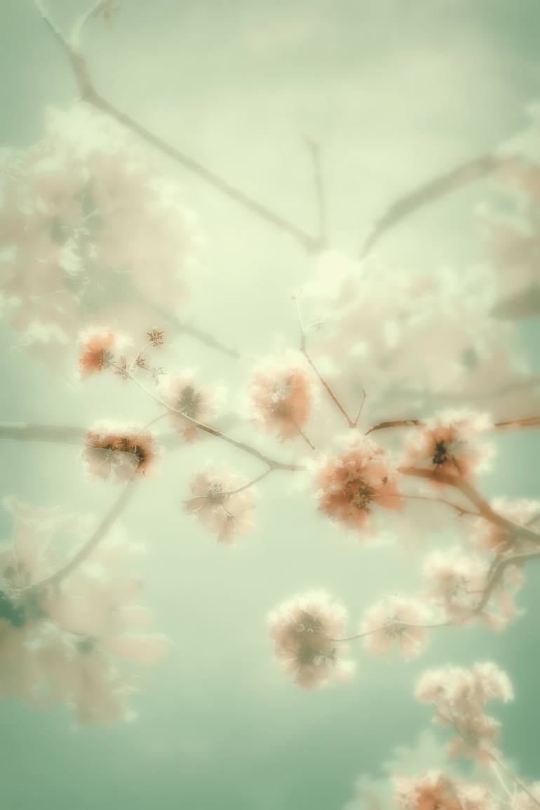 Original Contemporary Botanic Photography by Kristin Hart