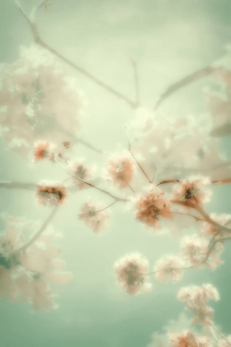 Original Contemporary Botanic Photography by Kristin Hart