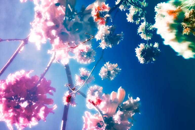 Original Contemporary Botanic Photography by Kristin Hart