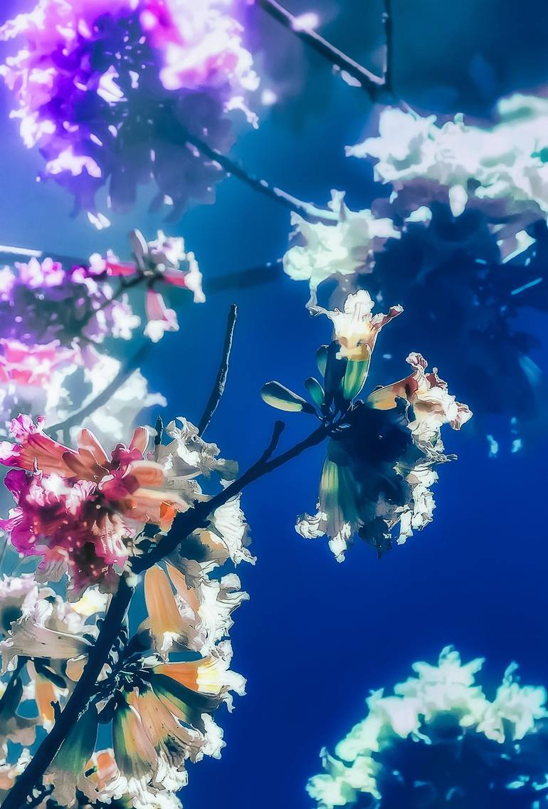 Original Contemporary Botanic Photography by Kristin Hart