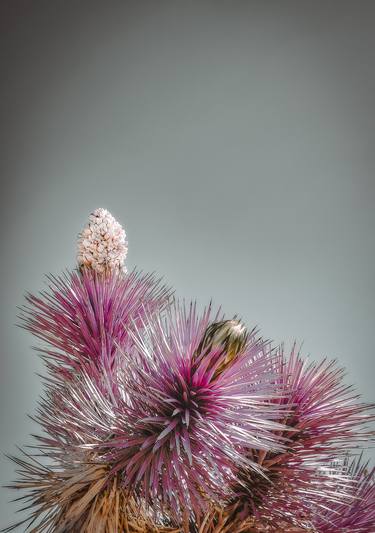 Original Contemporary Botanic Photography by Kristin Hart