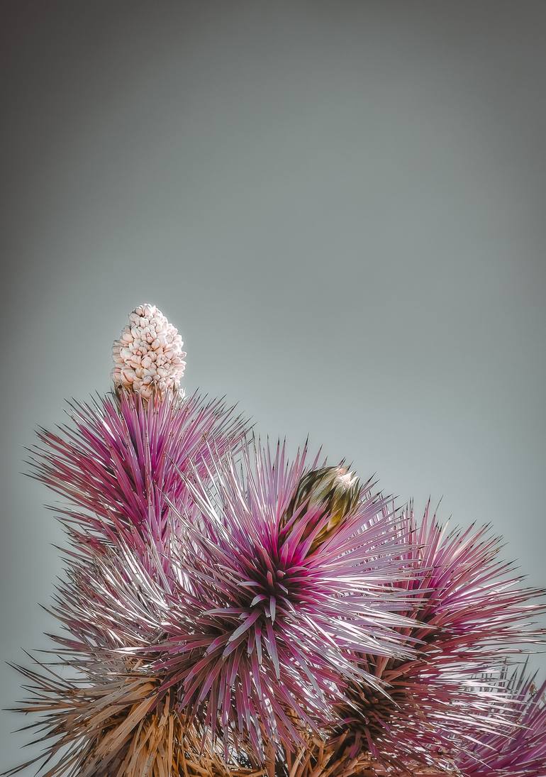 Original Contemporary Botanic Photography by Kristin Hart