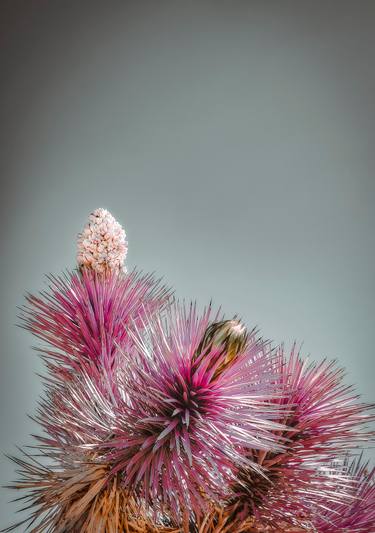 Original Contemporary Nature Photography by Kristin Hart