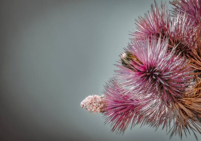 Original Contemporary Nature Photography by Kristin Hart