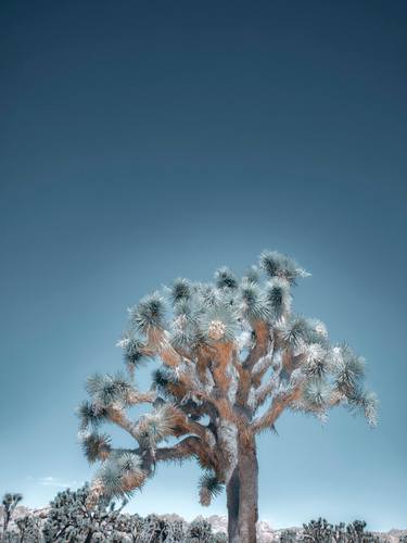 Original Contemporary Nature Photography by Kristin Hart