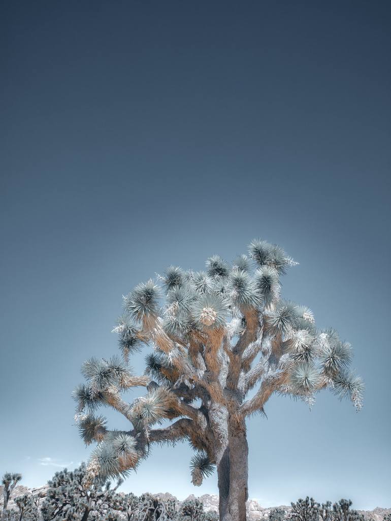 Original Contemporary Nature Photography by Kristin Hart