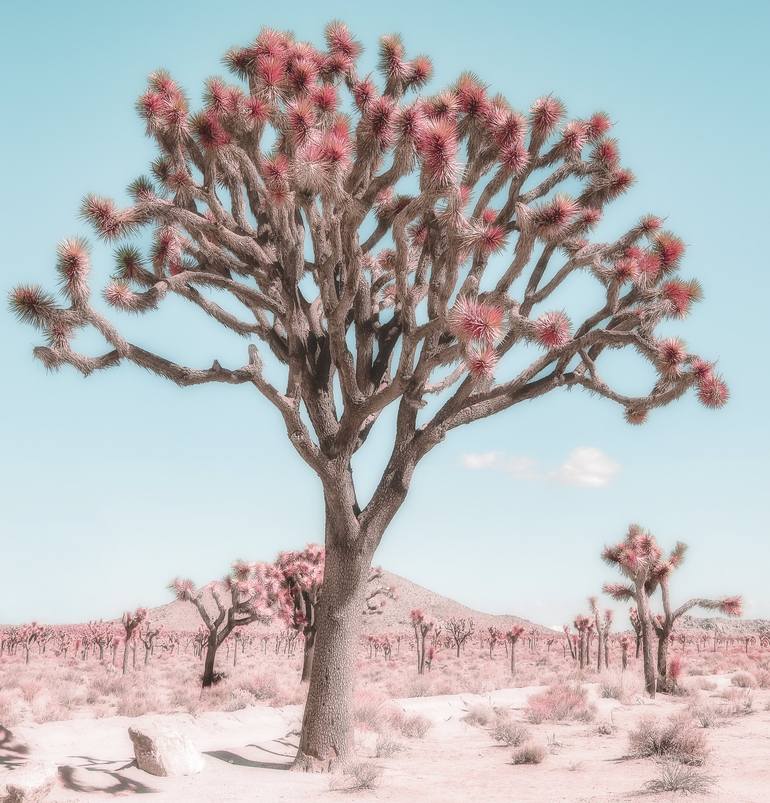 Original Contemporary Landscape Photography by Kristin Hart