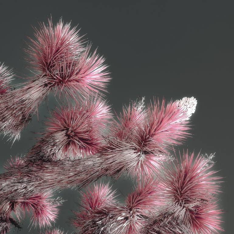 Original Contemporary Nature Photography by Kristin Hart