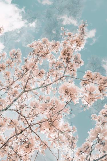 Original Contemporary Botanic Photography by Kristin Hart