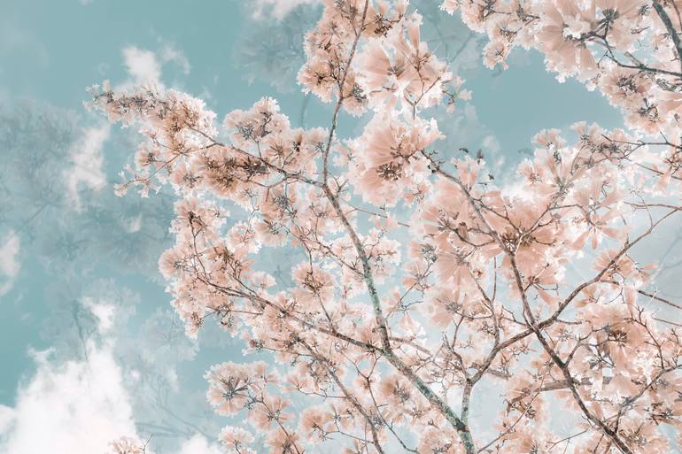 Original Contemporary Botanic Photography by Kristin Hart