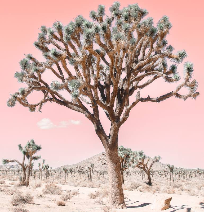 Original  Photography by kristin hart