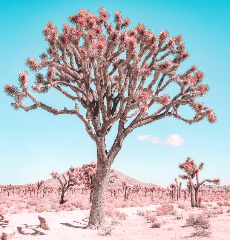 Original  Photography by kristin hart