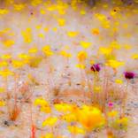 Desert Confetti by Kristin Hart