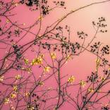 cherry pop by Kristin Hart
