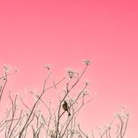 Copy of little bird by Kristin Hart