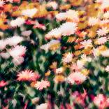 mood story, wild beach flowers by Kristin Hart