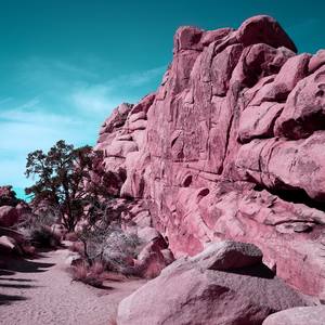 Collection JOSHUA TREE