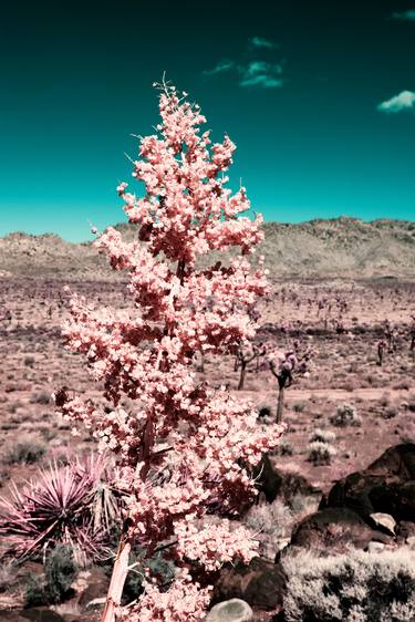 DESERT BLOOM - CORAL, California - Limited Edition thumb