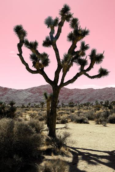 DESERT SHADOWS - PINK Limited Edition of 15 thumb