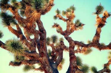 JOSHUA TREE - ABSTRACT - Limited Edition of 15 thumb