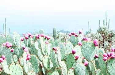 MORNING FOG, CACTUS GARDEN - Limited Edition of 15 thumb