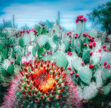 CACTUS GARDEN, VIVID 2 - Limited Edition of 15 thumb