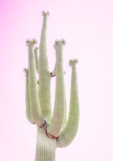 DESERT BLOOMS,  SOFT PINK - Limited Edition of 20 thumb