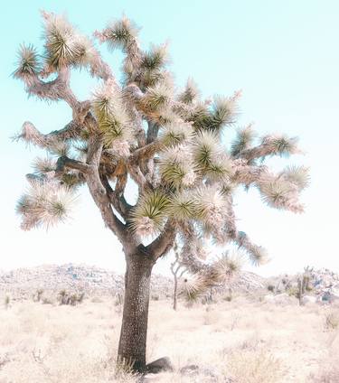 JOSHUA TREE - LIGHT AQUA - Limited Edition of 10 thumb