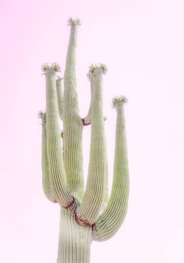 DESERT BLOOMS - SOFT PINK - Limited Edition of 10 thumb