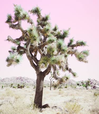 Original Fine Art Nature Photography by Kristin Hart
