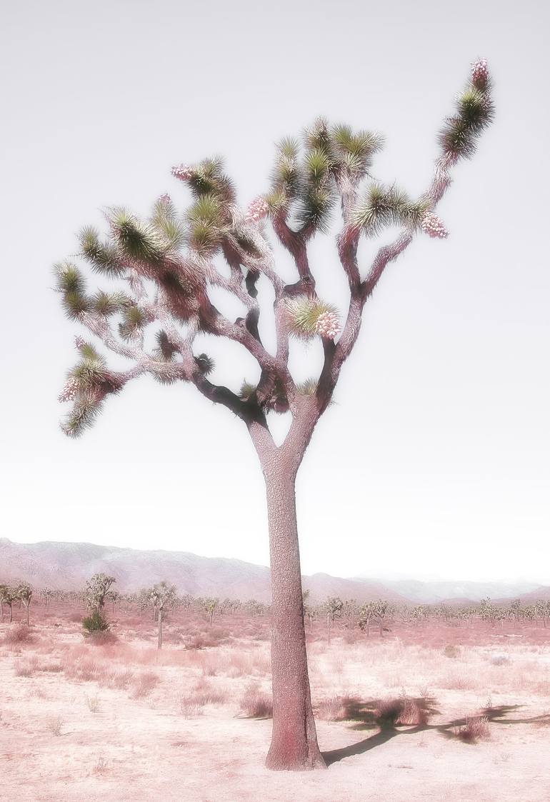 Original Fine Art Landscape Photography by Kristin Hart