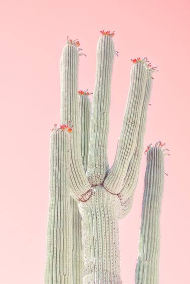 Saatchi Art Artist Kristin Hart; Photography, “Cactus Flowers - Peachy” #art