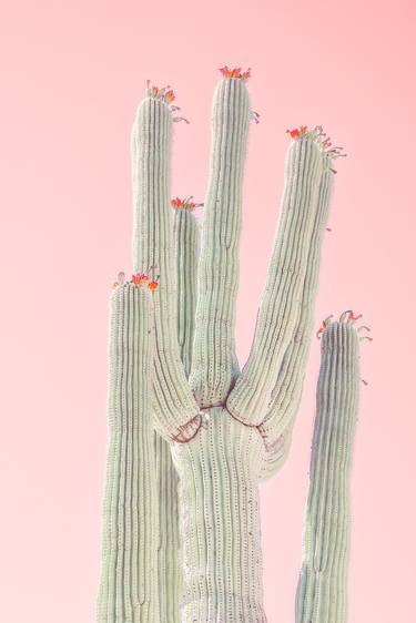 Original Modern Botanic Photography by Kristin Hart