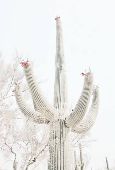 Desert Blooms - Soft White thumb