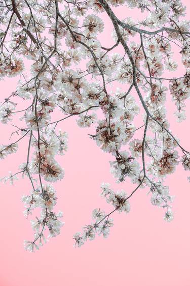 Original Contemporary Nature Photography by Kristin Hart