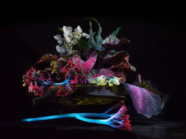 Still life with Kangaroo Paw - photographed in special ultra violet light - Limited Edition of 7 thumb