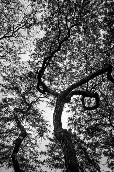 Print of Fine Art Tree Photography by Kenneth Laurence Neal