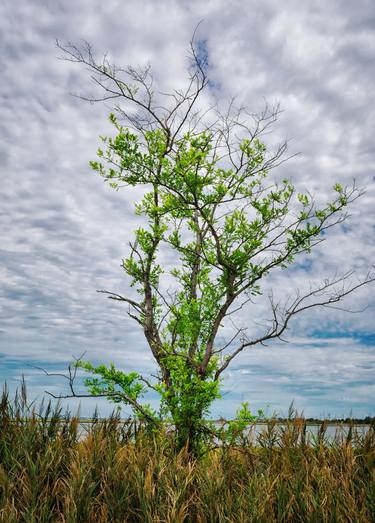 Original Fine Art Nature Photography by Kenneth Laurence Neal