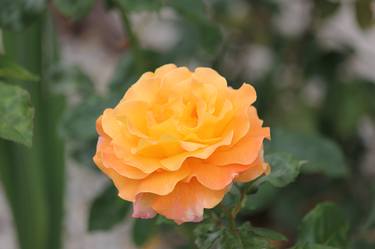 Orange Rose thumb
