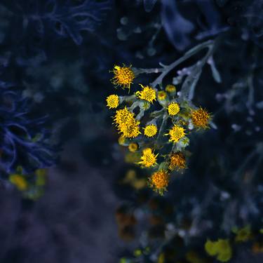 Original Floral Photography by Vincent Liew