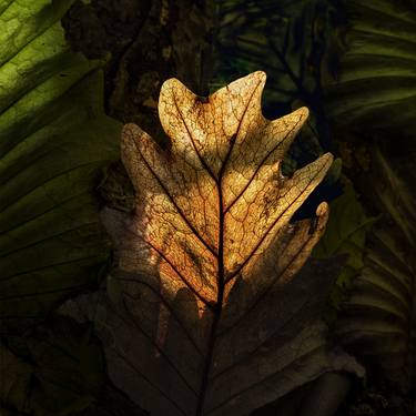 Original Nature Photography by Vincent Liew