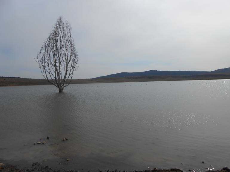 Tree in The Lake