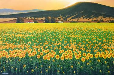 Sunflowers Of The Darling Downs thumb