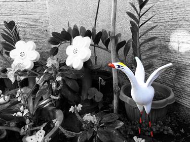 Original Garden Photography by Kelvin Mangundayao