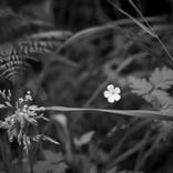 Flower by Rory Williams