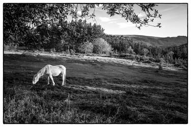 Print of Horse Photography by Rory Williams