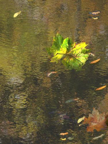 Autumn leaf floating in stream thumb