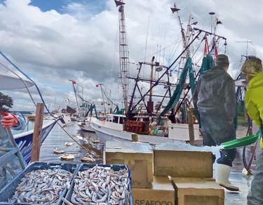 Shrimp Dock 2 thumb